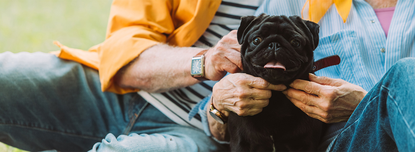 Senior Couple Petting Cute Pug Dog After Vet Service