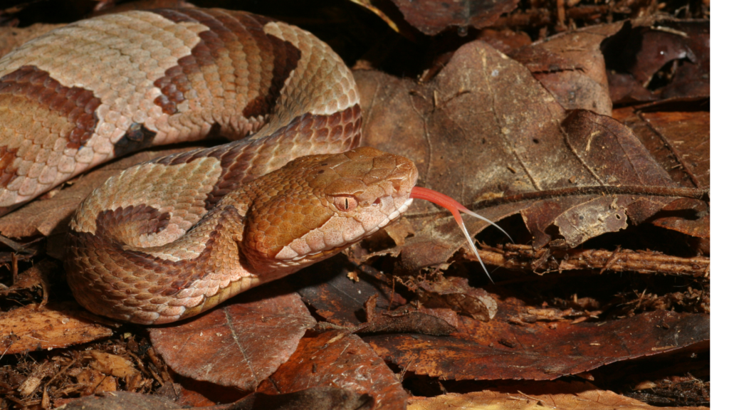 Copperhead Snake