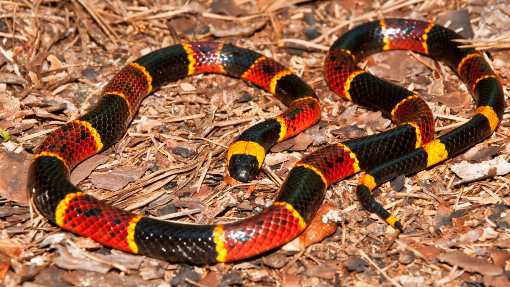 Coral Snake