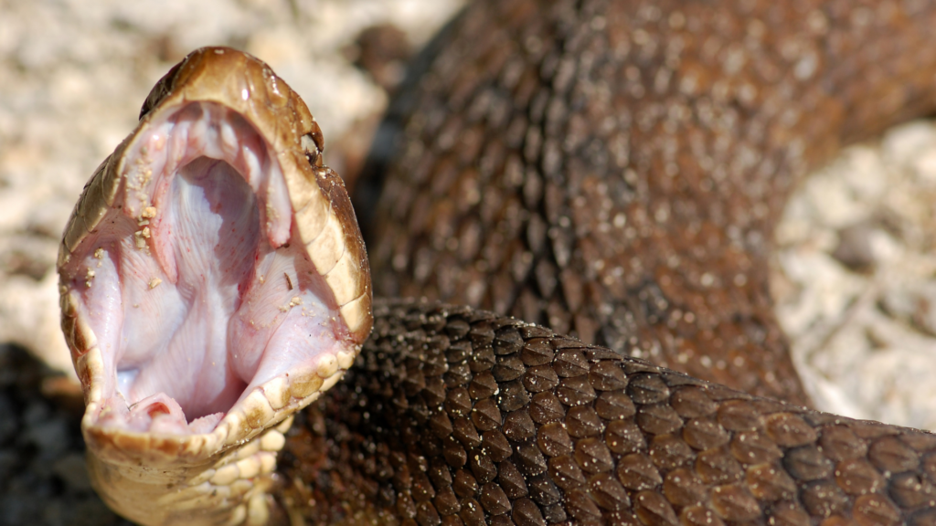 Cottonmouth Snake