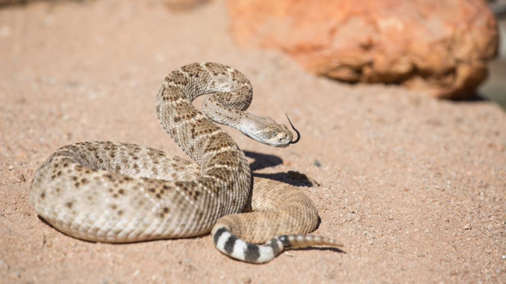 Rattlesnake