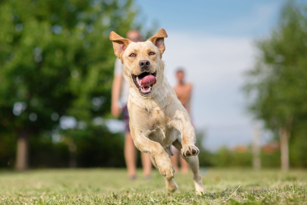 Summer Hazards in Pets: Protecting Your Furry Friends from Seasonal Dangers